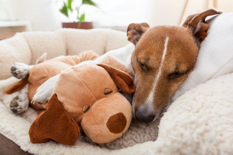 a bed that keeps dogs calm