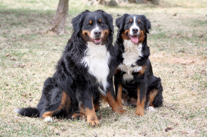 how to groom a bernese mountain dog