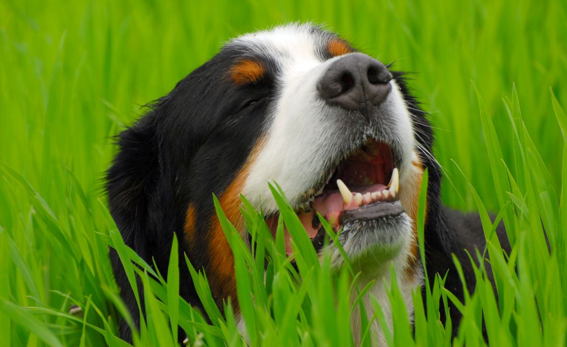 Bernese mountain dog mixes