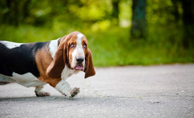 Best Dog Food for Basset Hounds