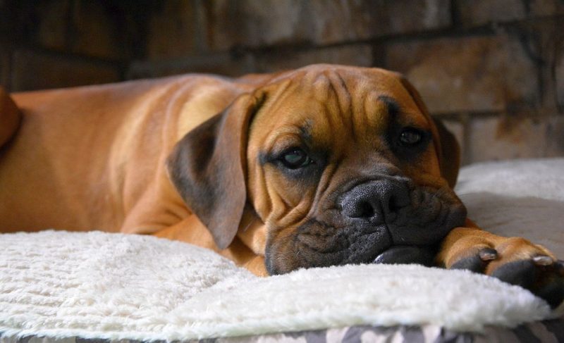 the best beds for boxers