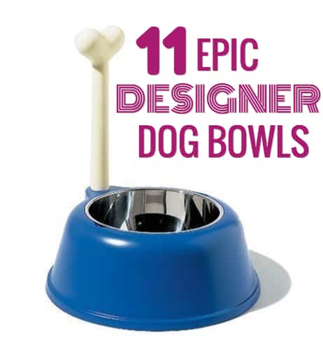 best designer dog bowls