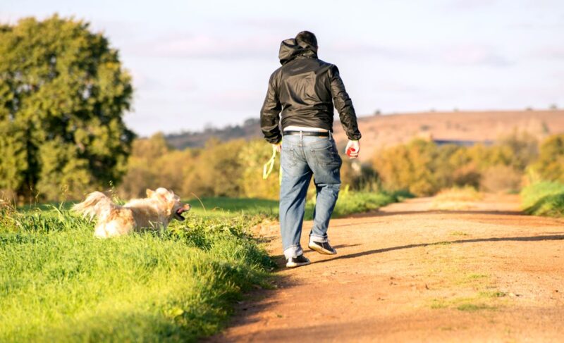 the best tennis ball launchers for dogs