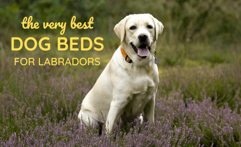 best-dog-beds-for-labs