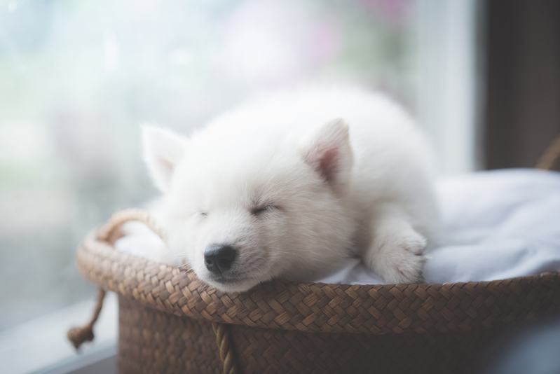 best dog beds for puppies