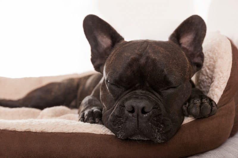 best dog beds with bolsters