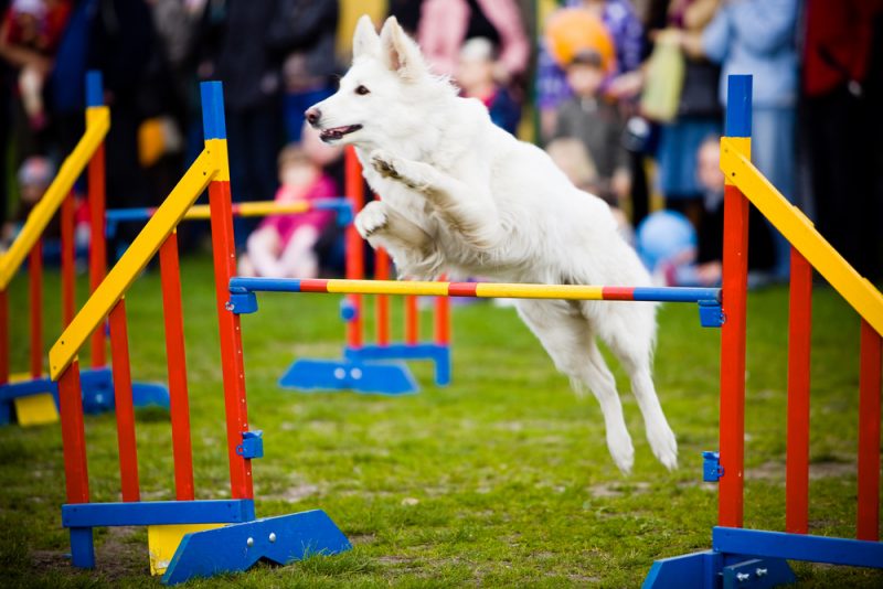 best dog breeds for agility