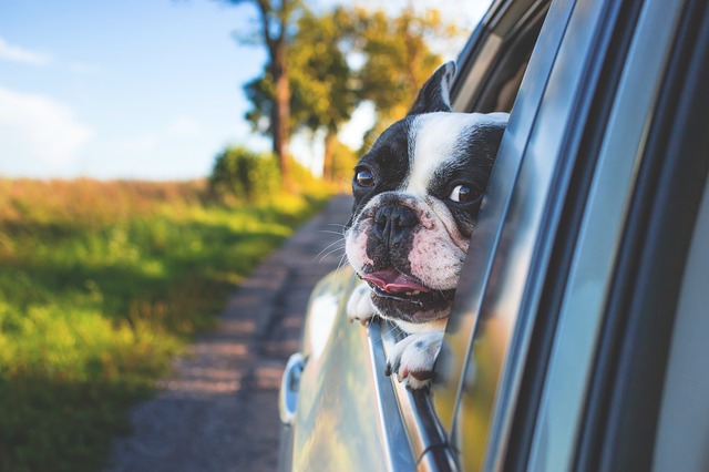 best dog crates for car travel