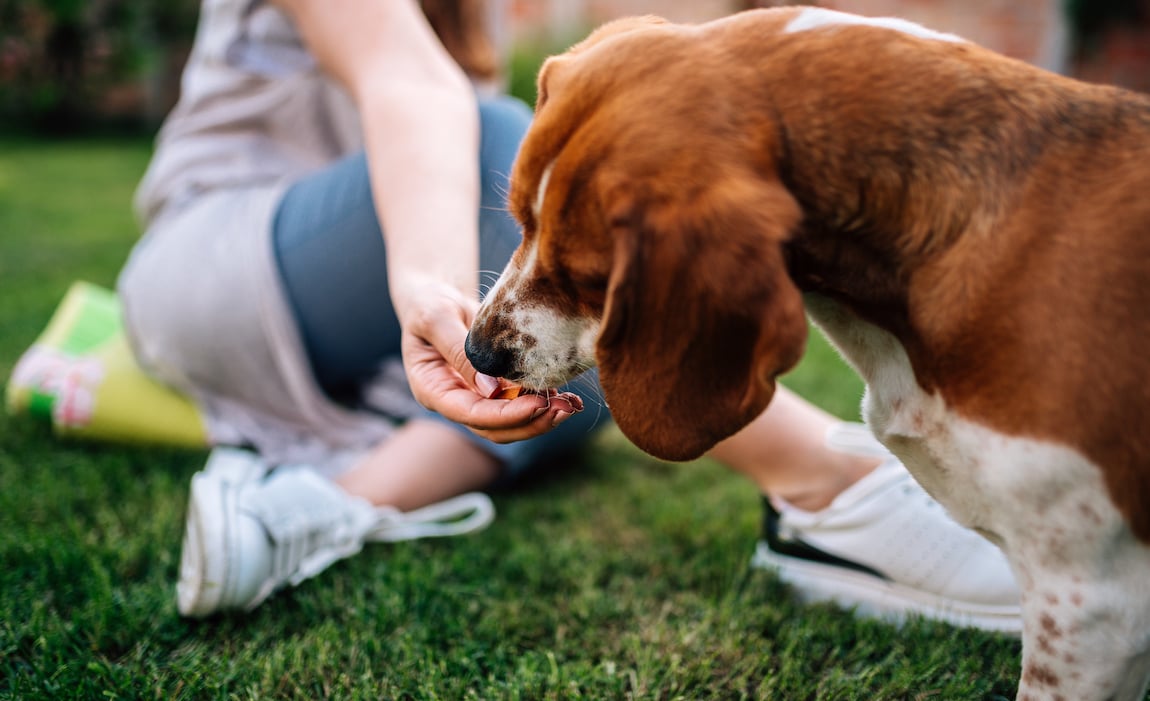 best dog food with grains