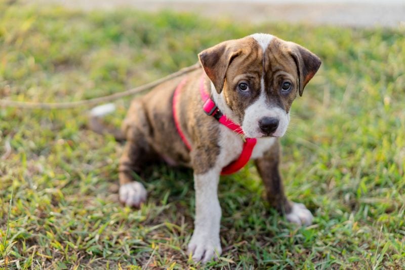 why use harness on puppy