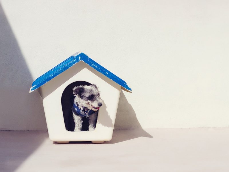 best-dog-houses