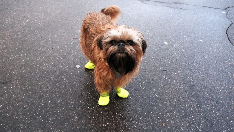 best shoes for dogs