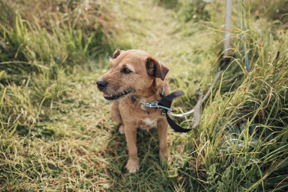 best dog tie outs