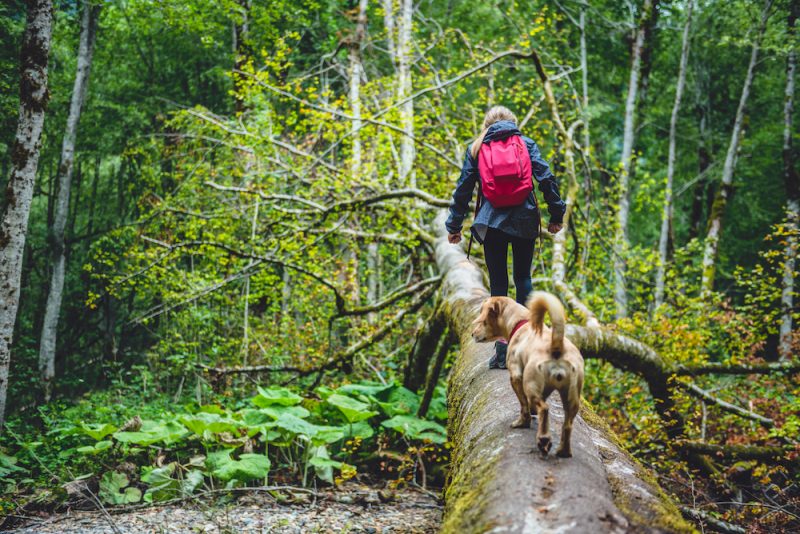 best dogs for hiking