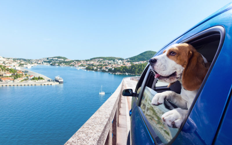 best dogs for traveling