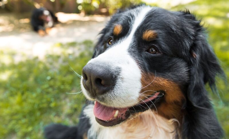 Best Dog Foods for Bernese Mountain Dogs