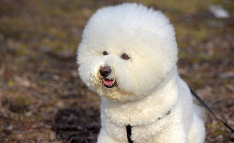 Best Food for Bichon Frises