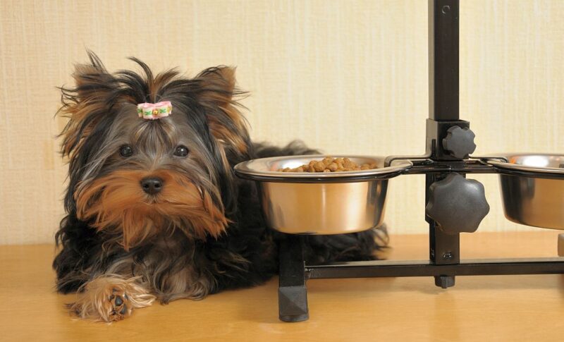 Best Dog Foods for Yorkies