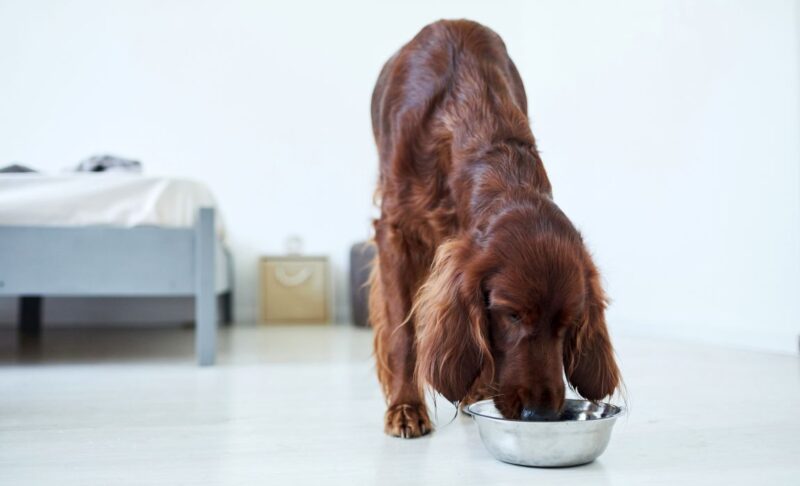 best dog food for irish setters