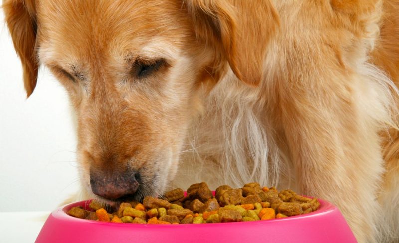 food for dogs with kidney problems