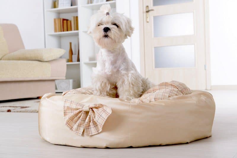 best luxury dog beds