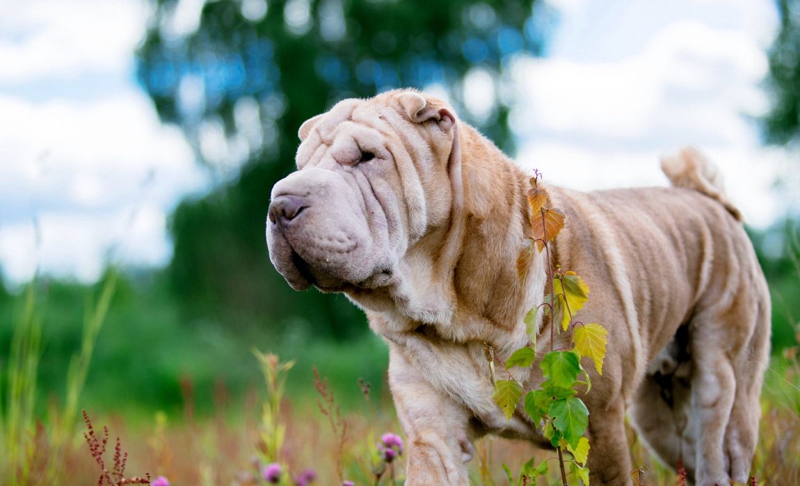 best shar pei dog foods