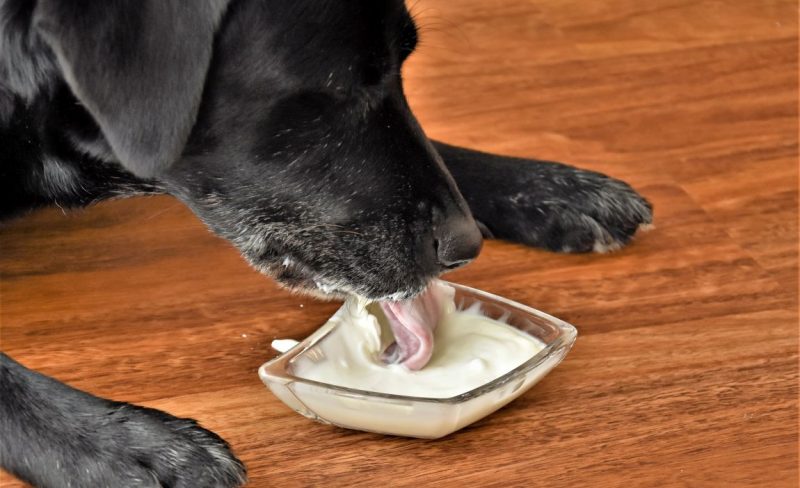 good yogurt for dogs