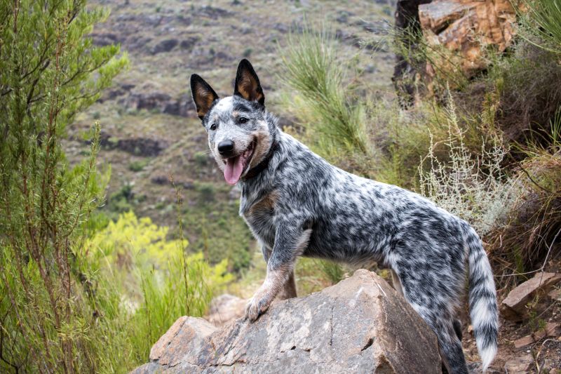 australian cattle dog apperance