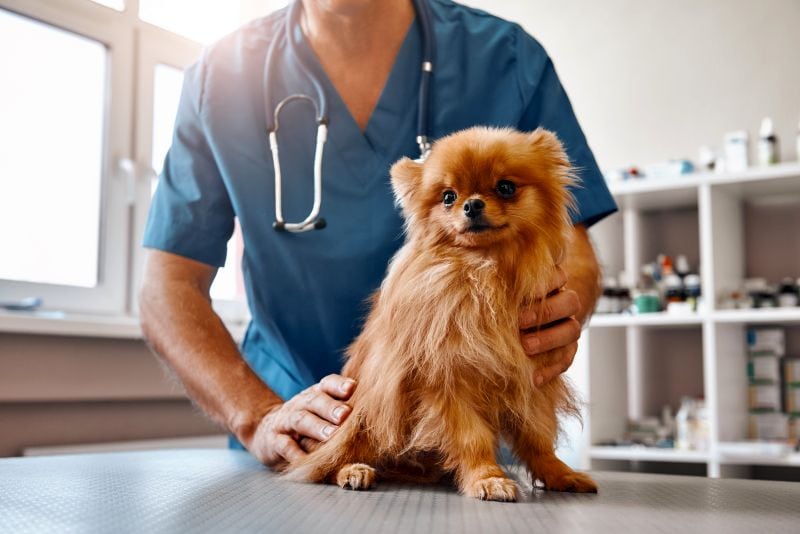 chihuahua at the vet