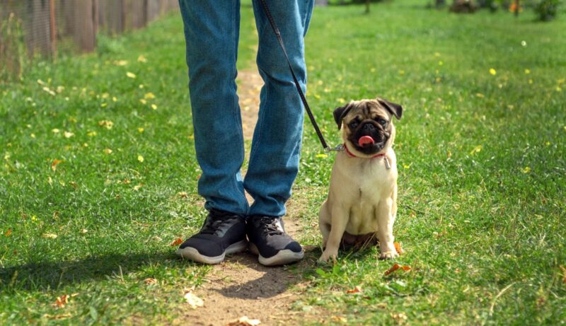 breakaway dog collars