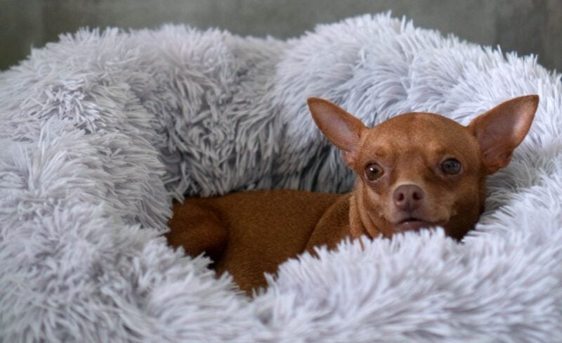 calming dog beds