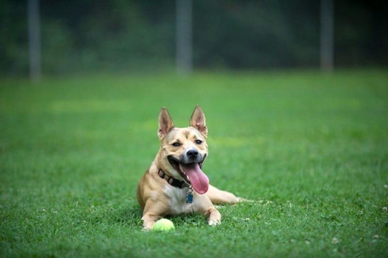 Carolina Dog rear dewclaws