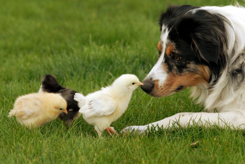 dog foods with chicken