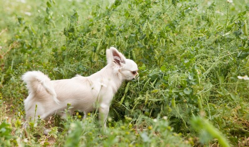 Chihuahua eating peas from plant