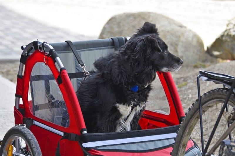 Dog-Bicycle-Trailer