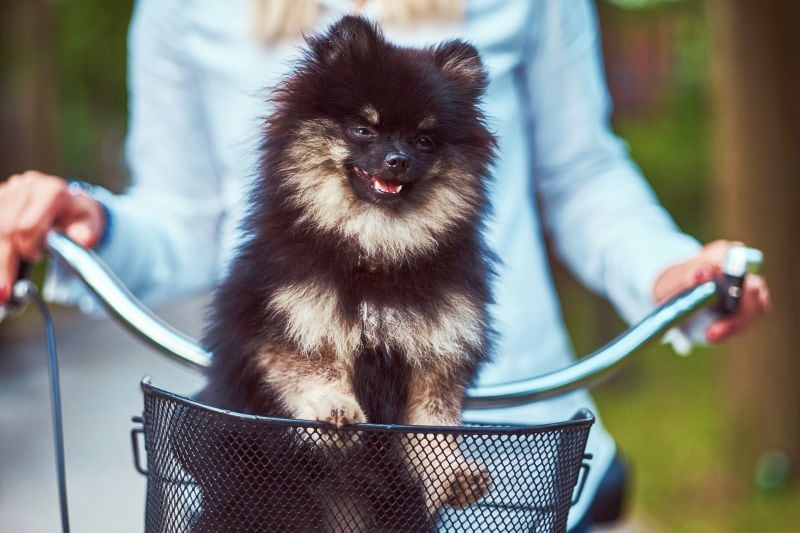 dog bike basket safety