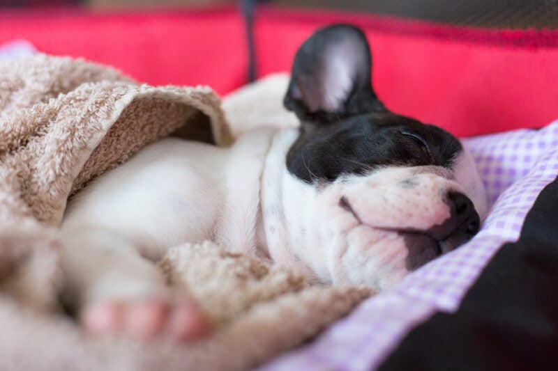 dog-canopy-beds