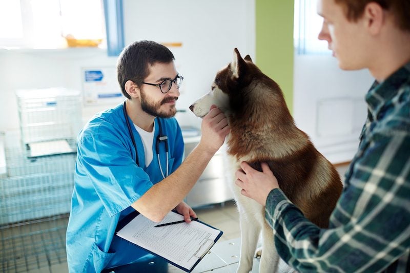 dog checkup cost