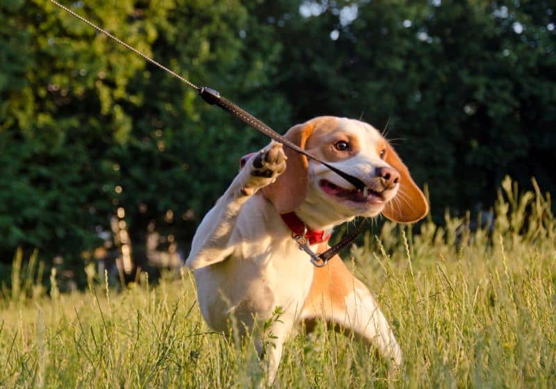 many dogs chew on their leash