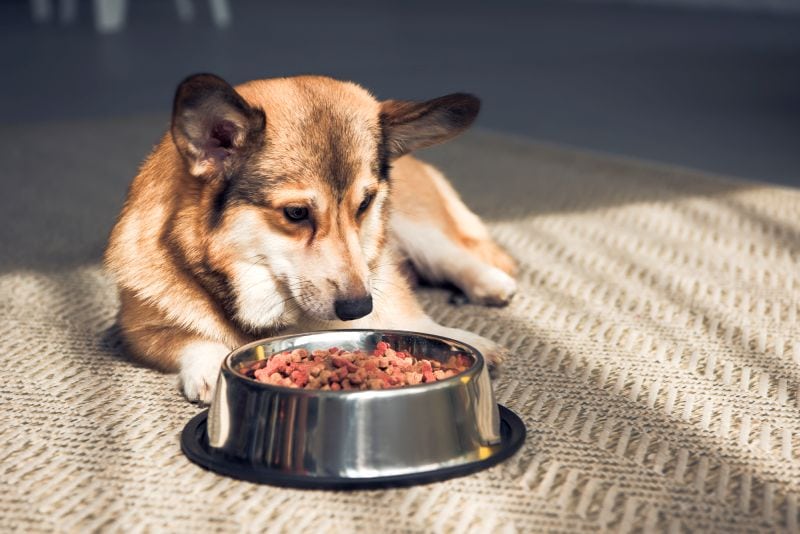 some dogs don't like grains