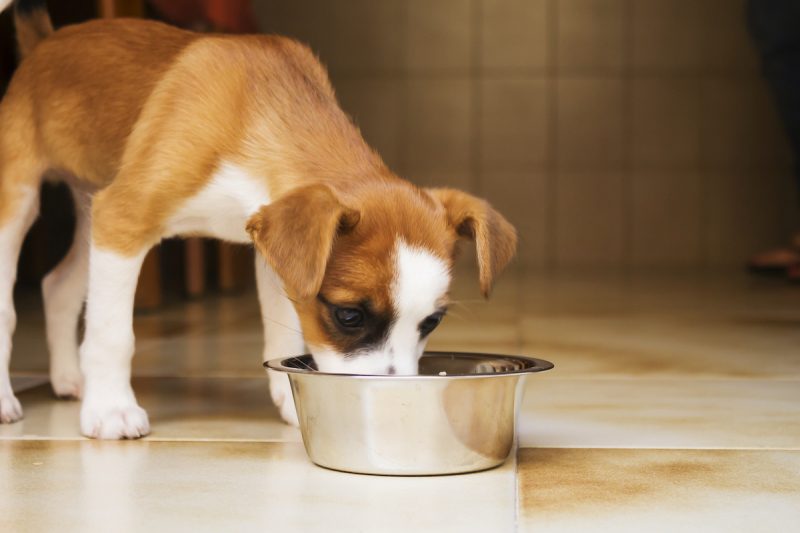 dog food for sensitive stomachs