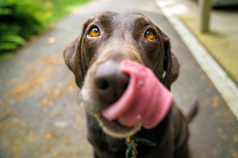 what is dog food in a roll