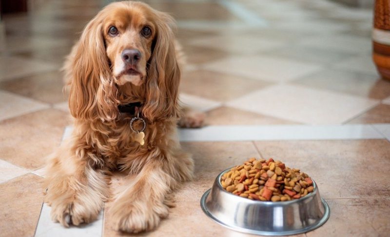 best dog food toppers