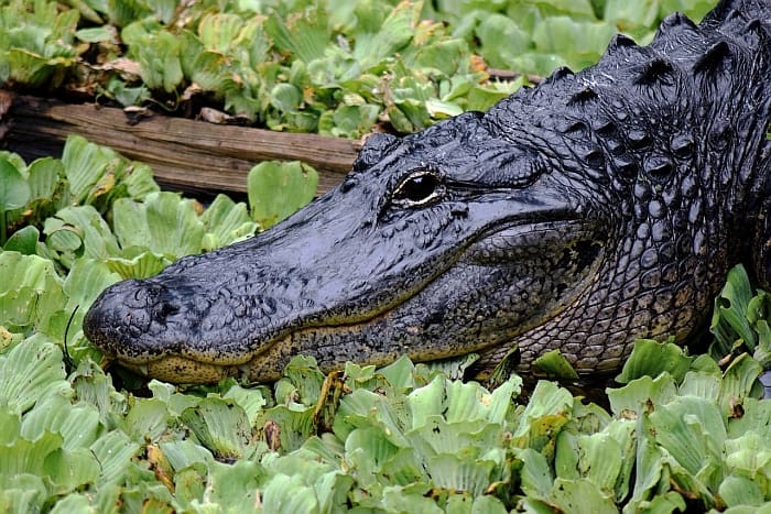 dog food with alligator