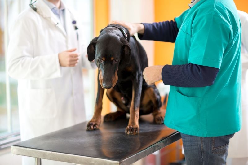 Doberman at vet