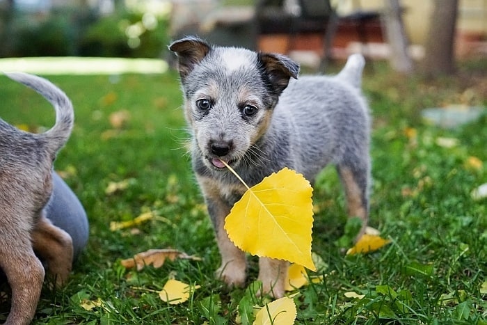 dog food without corn