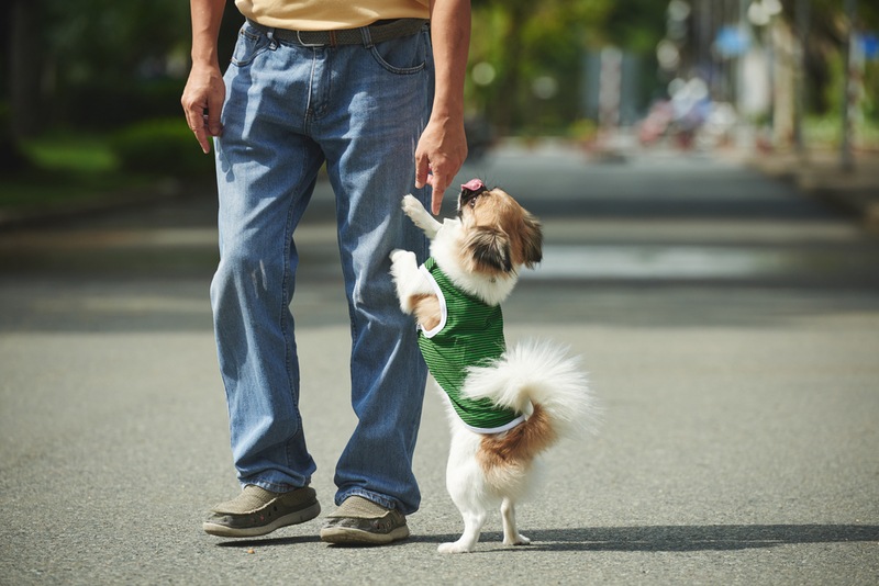 dog jumping up on stranger