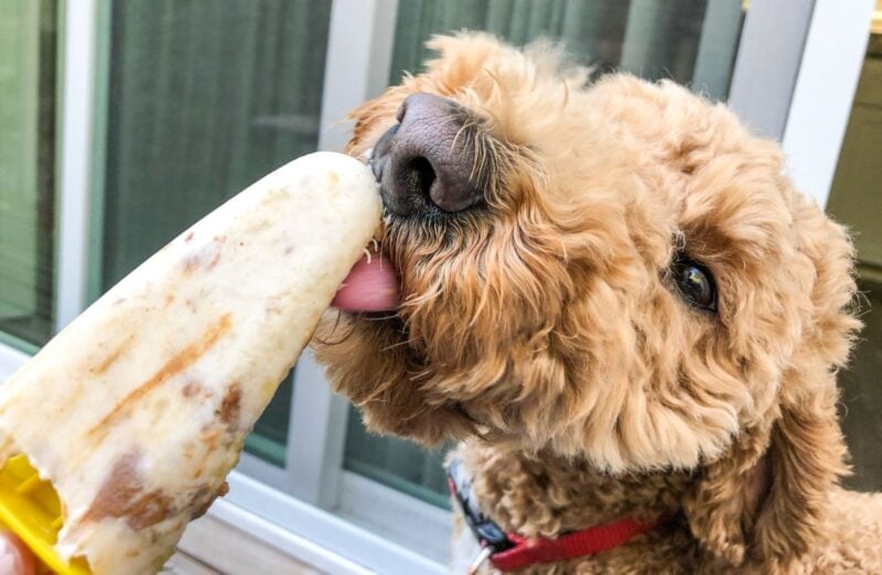 DIY dog popsicles