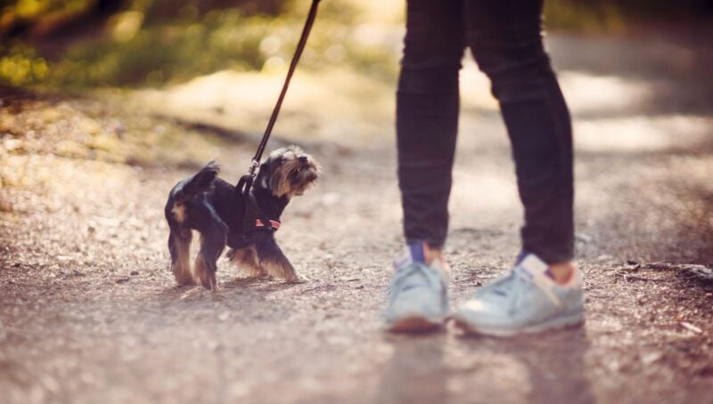 reduce dog anxiety on walks