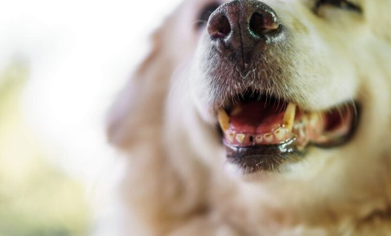 Foods for dogs with bad or missing teeth